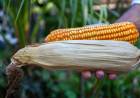 Presentan un maíz para la ganadería de pequeña escala
