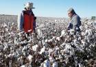 Llega un fuerte estímulo para el algodón puntano