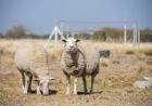 Destacan las condiciones de San Luis para producir ovinos