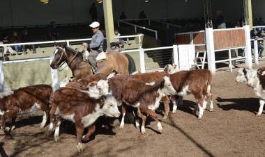San Luis Feria remató terneros livianos