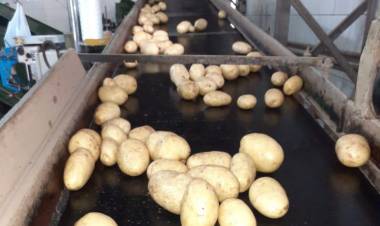 CANDELARIA: exportan a Chile 12.500 kilos de papa