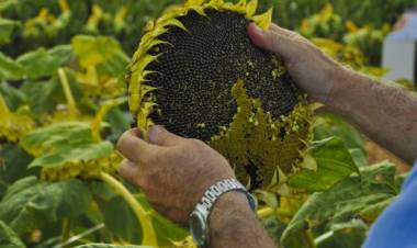 Girasol: creció la intención de siembra en San Luis