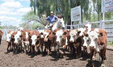 CAMPO: Último remate de noviembre de San Luis Feria