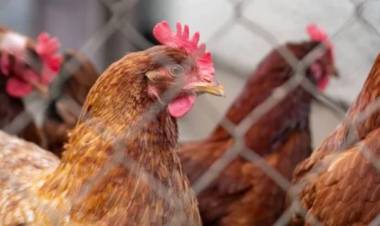 Influenza aviar: aumentó la notificación de sospechas