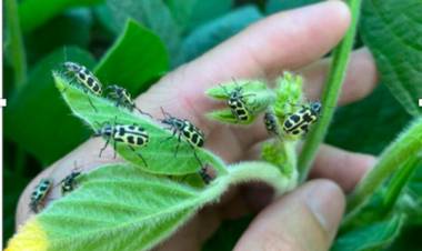 Mortandad en Uruguay asociada al escarabajo “siete de oro”