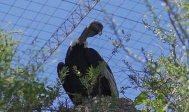 PARAJE LOS LOBOS: “Pullec Antu” a punto de volver a volar 