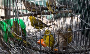 LUJÁN: liberaron un yaguarundí, un quirquincho y 60 aves 