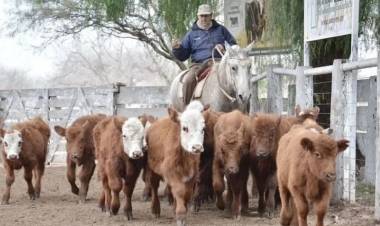 Ganadera del Sur tuvo otro remate de invernada y cría