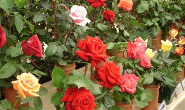 MERLO: llega la décima edición de la Fiesta de la Rosa