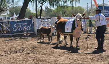 Pagaron un millón de pesos por la gran campeona Hereford