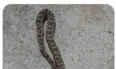 Viborones:los regalos de Hissa a los vecinos . Abandono total a la impieza, que hace que las serpientes crean que la Ciudad es su hábitat.