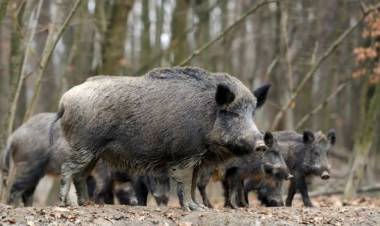 Rio Negro "no habilitan todavía la caza de Jabalí con Jauría y los cazadores por subsistencia y Clubes van a hacer una marcha " En San Luis se trabaja en una norma.