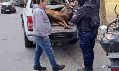 La Caza de Ciervo abierta por el Gobierno de POGGI, sorprendió en Villa Mercedes, con un ejemplar cazado..
