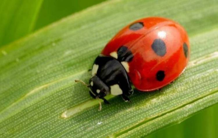 El INTA San Luis busca mapear «Vaquitas de San Antonio»