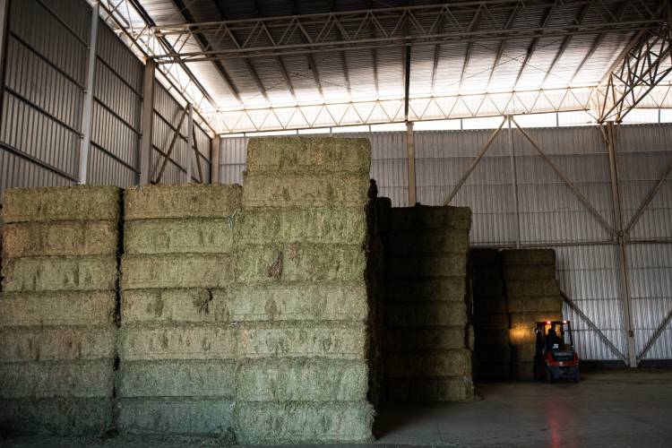 Parte un nuevo envío de alfalfa hacia Emiratos Árabes