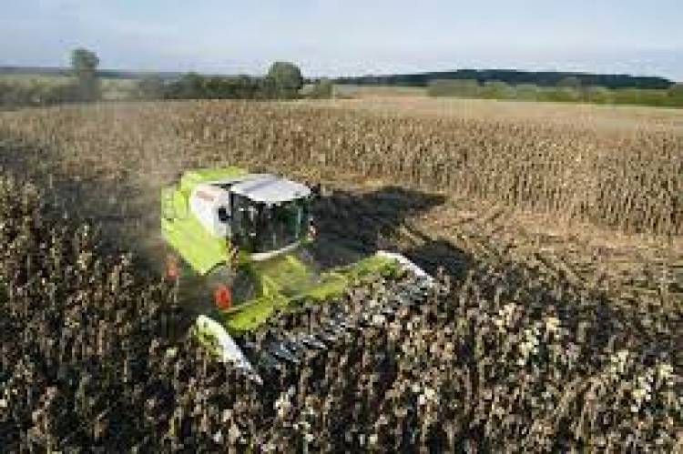 Cosecha de girasol en San Luis: 18 quintales por hectárea