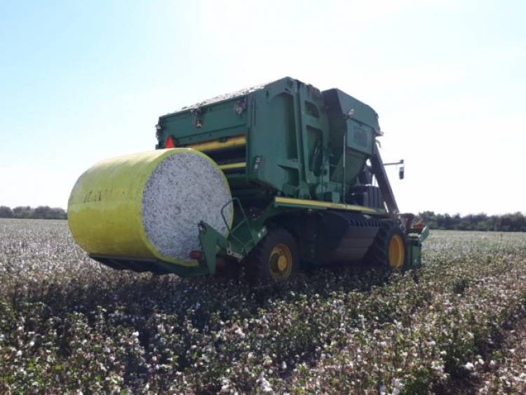 Prevención contra el picudo del algodonero en San Luis