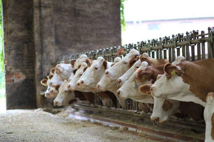 CAMPO: El ganado crece con probióticos en la dieta 