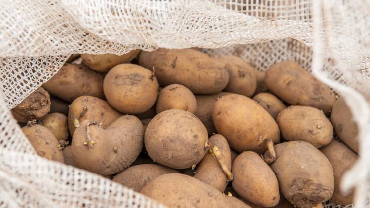 Senasa controló la producción de papa semilla en San Luis