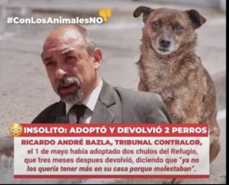 Repudian que Bazla haya adoptado dos perros y los devolviera a la Canera que él denuncia .Vergüenza ajena y falta de decoro .Otro ridículo 