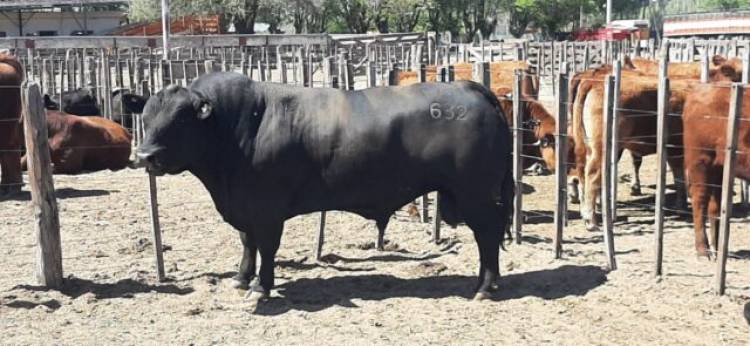 Cabaña puntana premiada en la Expo Nacional de Limangus