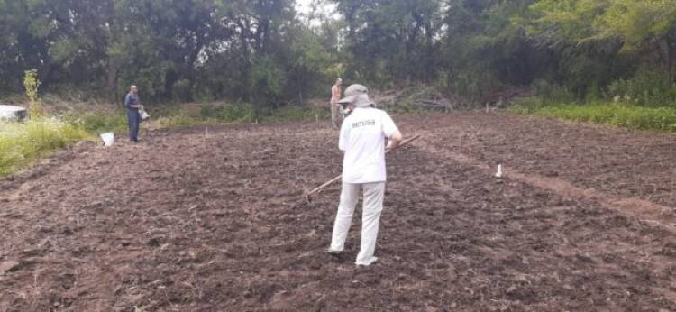 Estudian nuevas variedades productivas en San Luis