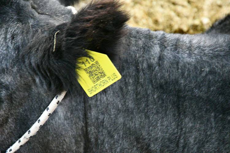  Darán presencia en San Luis a la raza Shorthorn Plus