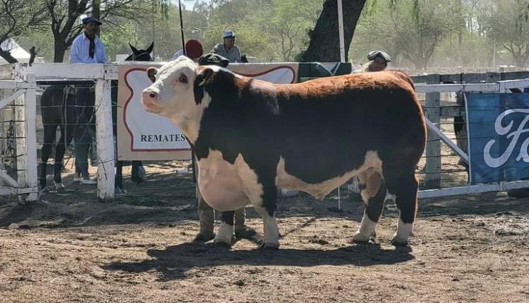 Venta récord en la Expo Rural