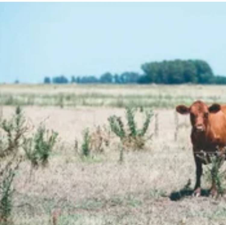 Productores Independientes cuestionan el silencio oficial de las entidades del Campo ante el aumento del 500 por ciento del inmobiliario Rural 