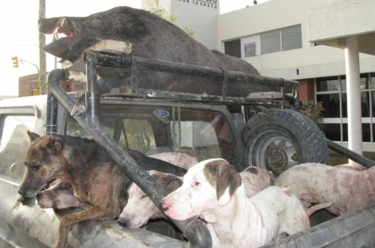 Habilitaron la Caza con Jauría en Río Negro.Para copiar en San Luis , que ya lo estudia