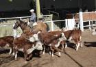San Luis Feria remató terneros livianos