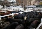 EA y el campo: el precio de la hacienda en julio
