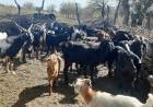 PARAJE LOS LOBOS: Senasa visitó a productores caprinos