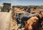 Se acomodaron las cuentas de los feedlots, pero no alcanza
