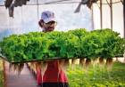 La lechuga hidropónica gana espacio en el mercado local