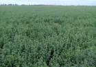 San Luis: control de malezas en el cultivo de alfalfa