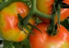 Alerta en todo el país por el virus rugoso del tomate