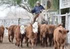 Ganadera del Sur tuvo otro remate de invernada y cría
