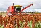 Sorgo: en San Luis la producción total fue de 140.588 tn