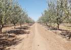 CANDELARIA: se producen grandes volúmenes de almendras