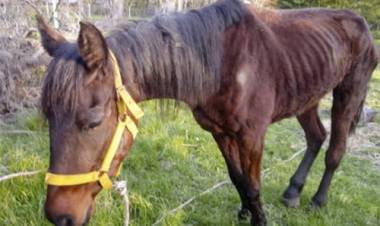 Candelaria: sacrificaron un equino con Anemia Infecciosa 