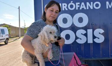 Ciudad de San Luis: vuelve el quirófano móvil de Zoonosis 