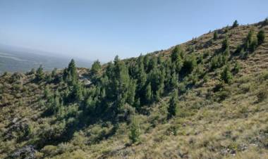 Pinos en la sierra de San Luis, una especie invasiva