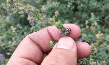 Escarabajo "siete de oro" en alfalfa, San Luis en alerta