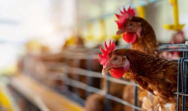 ALTO PENCOSO: Senasa notificó un caso de influenza aviar 