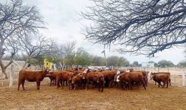 QUINES: novedosa experiencia en recría bovina