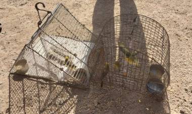 CANDELARIA: decomisan aves en cautiverio 