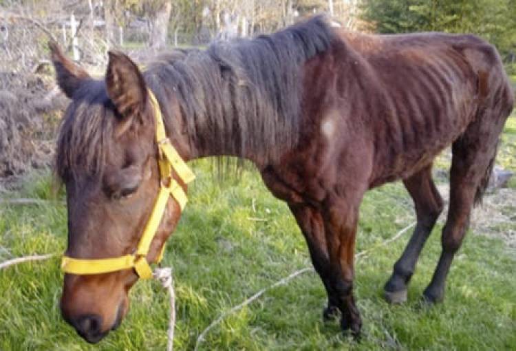 Candelaria: sacrificaron un equino con Anemia Infecciosa 
