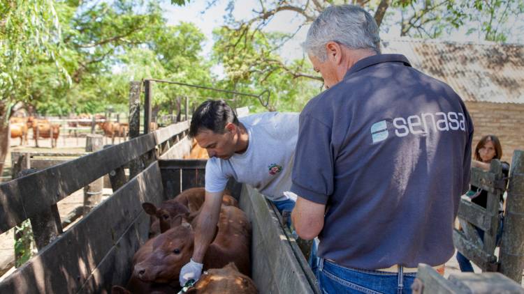 Aftosa: más de 30 millones de bovinos vacunados