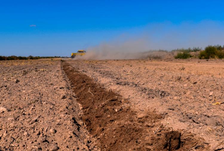 Cuenca baja El Morro: sembraron 500 hectáreas de alfalfa